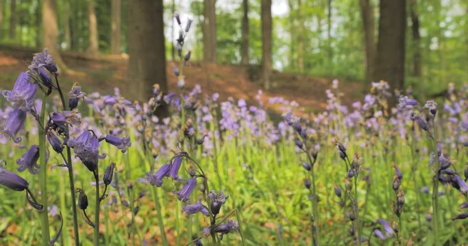 jacinthe des bois vue de pr&eacute;s 
