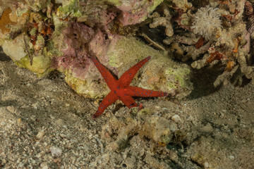 Starfish On the seabed in the Red Sea, eilat israel
