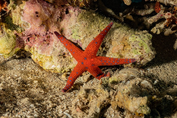Starfish On the seabed in the Red Sea, eilat israel

