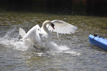 cygnes et cygneaux