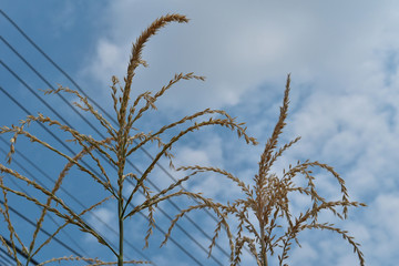 Fototapeta premium Top of corn in the city.Corn trees have electric background and blue skies.