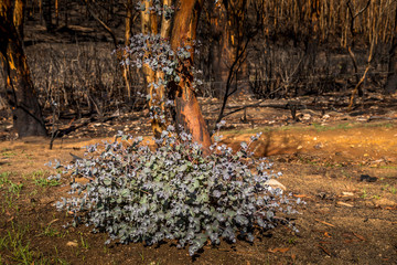 First plants start to grow again in a forest in the Snowy Mountains, burnt down during the bush fires in Australia. Nature comes back to life.