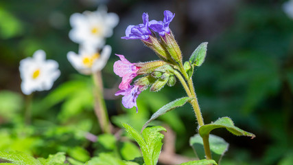Miodunka (Pulmonaria L.) dziko rosnąca w lesie