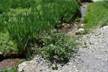 Naturlandschaft beim Sihlsee in der Schweiz am 18.5.2020