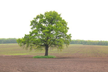 Beautiful lonely tree in spring with green leaves