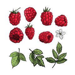 Hand drawn raspberry on white background.  Fruits, flowers, leaves. Vector sketch illustration
