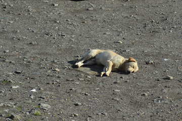 stray dogs in the city of Concepción Chile