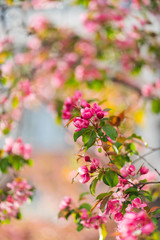 Flowering branches of sakura, cherry, apple tree in the spring garden.