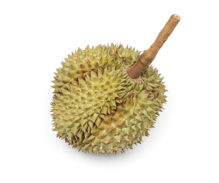 Fresh single durian fruit of Thailand isolated on white background