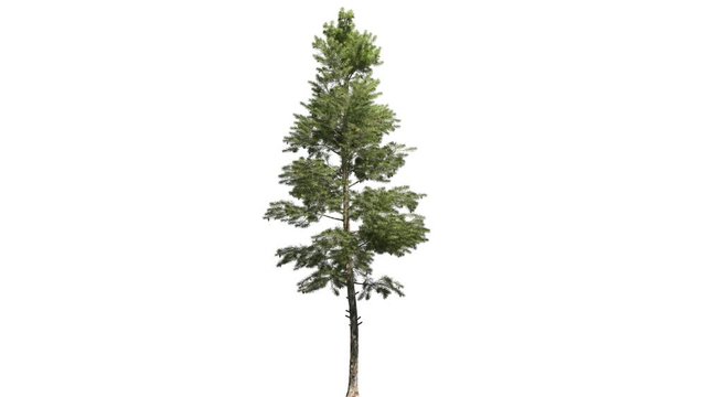 High quality 3d tree on the wind. Light direction from 4 o'clock. 16 bit ProRes 4444 (with Alpha channel, simple to use - just drag&drop. No need to use keying, luma etc...). Best for compositing