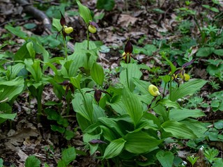 Obuwik , Cypripedium L. , roślina chroniona , orchidea . © Manetho