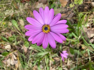 purple and yellow flower