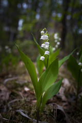 lily of the valley