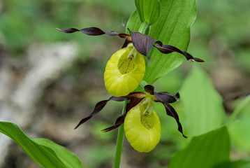 Obuwik , Cypripedium L. , roślina chroniona , orchidea .