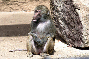 baboon