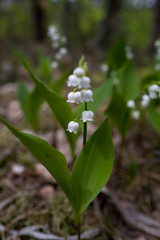 lily of the valley