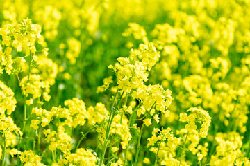 北海道　札幌市郊外の菜の花畑