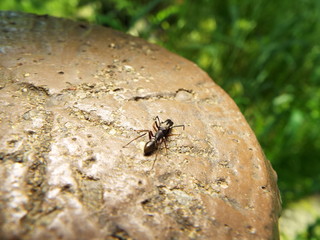 アリグモ spider like a ant