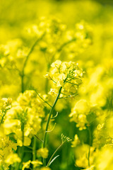 北海道　札幌市郊外の菜の花畑