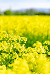 北海道　札幌市郊外の菜の花畑