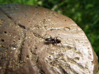 アリグモ spider like a ant