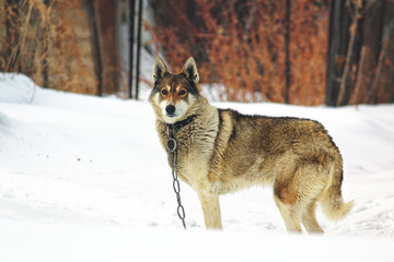 Lonely dog in a collar on a chain in the winter frost. Pets in captivity