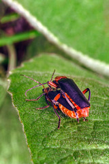 breeding soldier beetles on a leaf