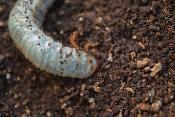 Macro shot of red worms Dendrobena in manure, earthworm live bait for fishing