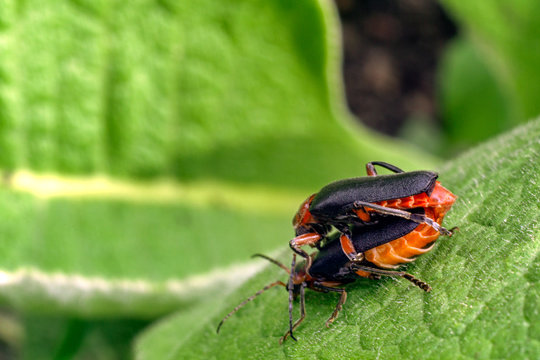 breeding soldier beetles on a leaf