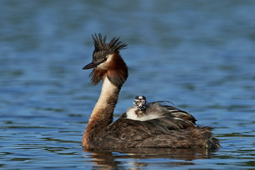 Great crested grebe (Podiceps cristatus)