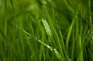juicy grass with dew drops, rain close-up