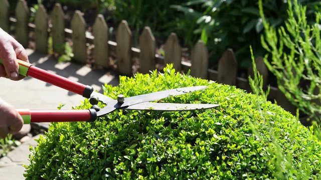 Hands with scissors for cutting bushes and grass shear boxwood in shape of ball.
