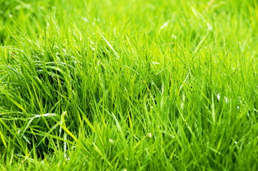juicy grass with dew drops, rain close-up
