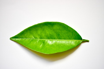 Close-up single orange leaf isolated on white background