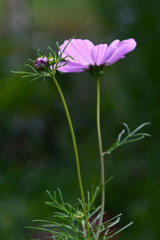 close-up view of the pink starburst blooming and in full bloom in the garden