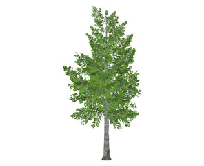 Fototapeta premium Green tree, isolated on white background.