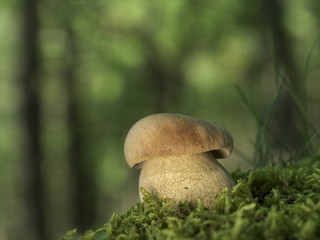 Sommersteinpilz, Boletus reticulatus im Wald