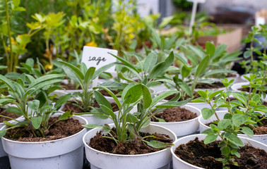 Young Seedling of a silver sage, Salvia argentea in flowerpot set in rows at garden shop. Spring is...