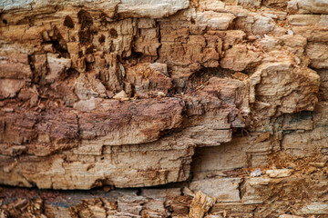 old wood background, wood texture