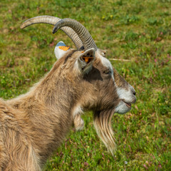 
portrait of goat with goatee in petting zoo