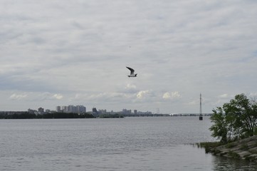 white seagull flies over a reservoir in a big city