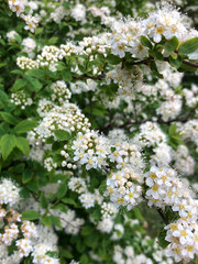 Close up blooming spirea bush in spring garden