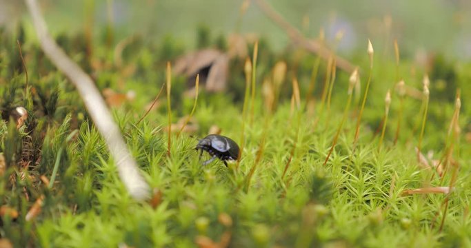 scarab&eacute;e sur de la mousse dans un bois  