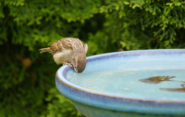 bird in the water