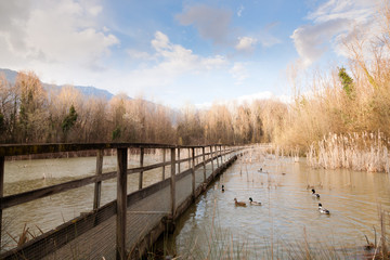 Old wood footbridge on lagoon, rural landscape