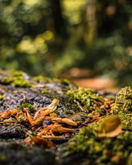 dans les forêts des vosges
