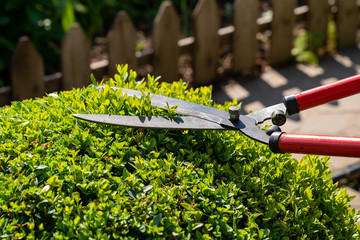 Hands with scissors for cutting bushes and grass shear boxwood in shape of ball.