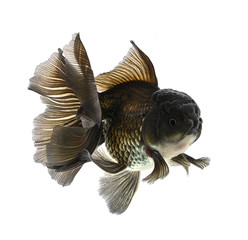 Gold fish Isolation on the white