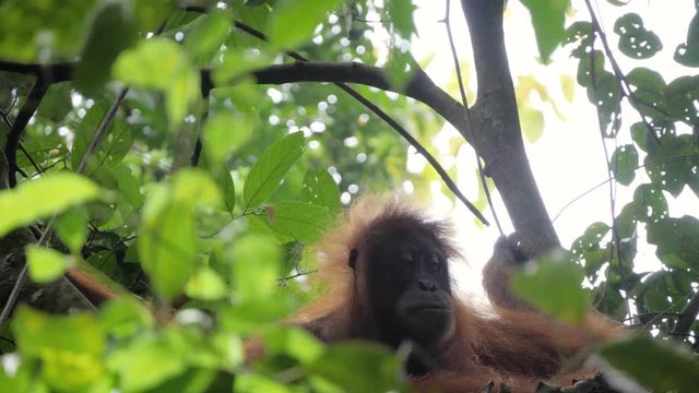 Wild Orangutan In Nest In Bukit Lawang, Sumatra, Indonesia