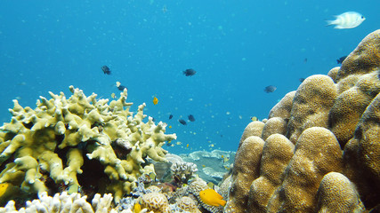 Fototapeta na wymiar Coral reef underwater with tropical fish. Hard and soft corals, underwater landscape. Travel vacation concept. Leyte, Philippines.